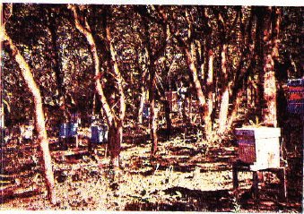 महाबळेश्वर येथील जंगलात ठेवलेल्या काही मधुपेट्या